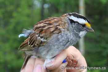 White-throated sparrows have changed their tune, B.C. study unveils - Westerly News