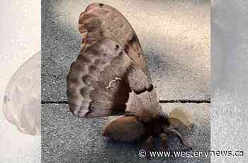 'Tarantula moth' spotted in broad daylight on Vancouver Island - Westerly News