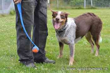 Ucluelet dedicates off-leash dog park – Tofino-Ucluelet Westerly News - Westerly News