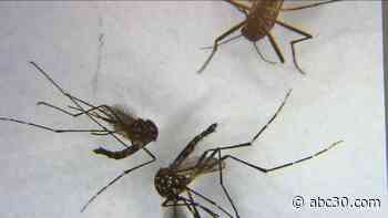 Mosquito known to carry yellow fever found in Merced County
