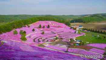 In Giappone esiste una collina che si tinge di rosa ogni anno - SiViaggia