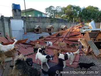 ONG de Curitiba com mil cachorros precisa de ajuda após chácara ser destruída por ciclone - Tribuna do Paraná