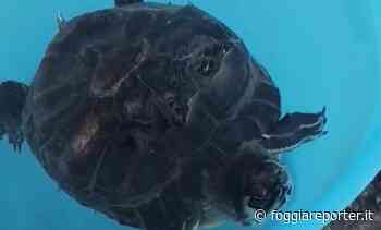 Manfredonia, tartaruga spiaggiata: è stata abbandonata - Foggia Reporter