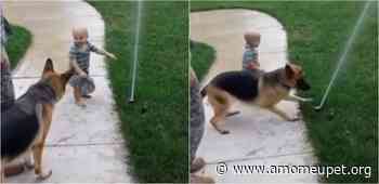 Bebê ajuda cachorro pastor alemão a superar medo de irrigador de jardim - vídeo - Amo Meu Pet