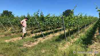 Der Weinjahrgang 2020 im Bioweingut Klenert in Kraichtal - SWR