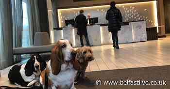 Dog friendly Belfast hotel booming as the hound pound takes grip - Belfast Live