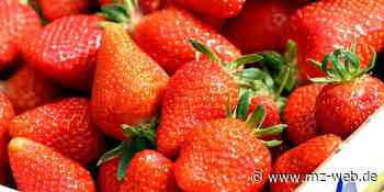 Wirtschaft : Keine Erdbeerplantage in Mühlanger - Mitteldeutsche Zeitung