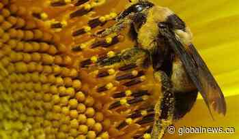 Alberta bee population impacted by cold weather, COVID-19 pandemic - Globalnews.ca