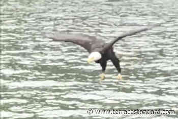 VIDEO: Musqueam Chief captures captivating footage of bald eagle catching meal - Terrace Standard