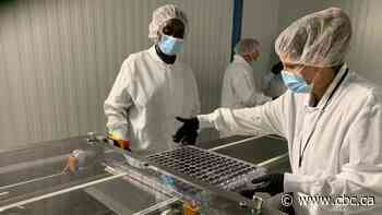 Edmonton-area company set to be Canada's largest producer of cannabis-infused gummies - CBC.ca