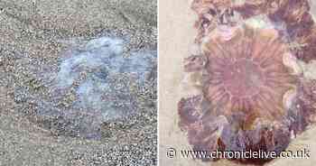 Beach-goers share pictures as jellyfish washup on Sunderland beach