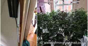 Cannabis farm stocked with homemade weapons to defend £100k haul