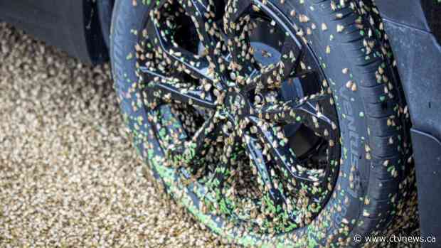 'Thousands and thousands' of moths invade Quebec town