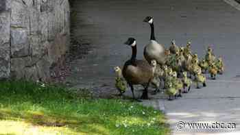 Why are there so many geese in Metro Vancouver?