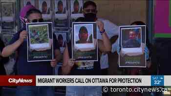 Migrant workers call on Ottawa for protection - CityNews Toronto