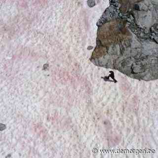 Mysterie rond roze sneeuw op Italiaanse gletsjer