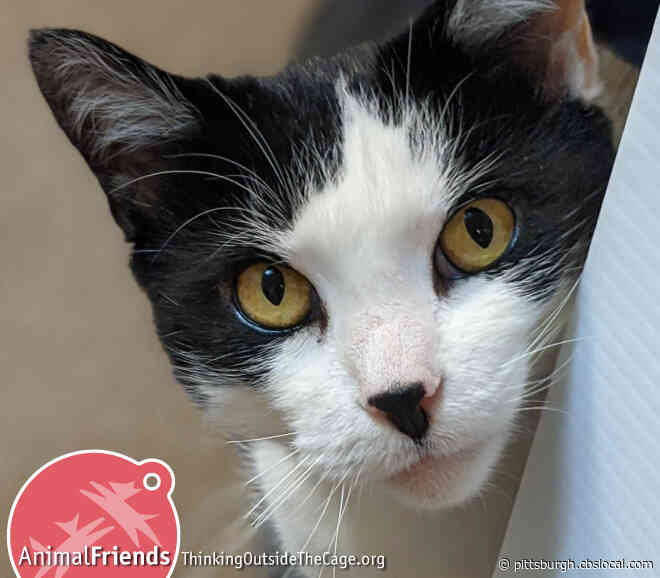 Furry Tails: Vanya And Cameo Are Waiting For Forever Homes