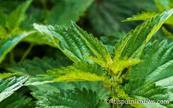 Questa "cattiva erba" contiene proprietà benefiche per il sistema immunitario - Sputnik Italia