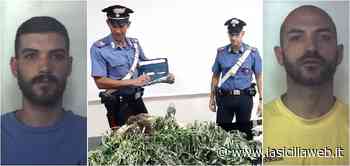 Siracusa, fratelli con la passione per l'”erba” - lasiciliaweb | Notizie di Sicilia