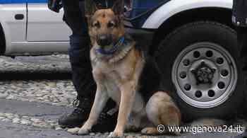 In vacanza con l’erba in tasca, nei guai due genovesi sbarcati in Sicilia - Genova24.it