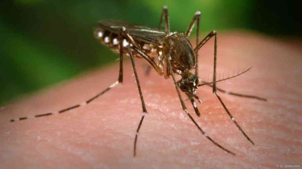 Limeira tem mais casos de dengue no primeiro semestre de 2020 do que o ano de 2019 inteiro - G1