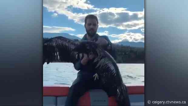 Calgary boater rescues eagle from the middle of a B.C. lake