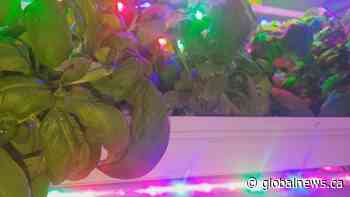 High-tech agriculture cargo container looks to grow roots in Edmonton