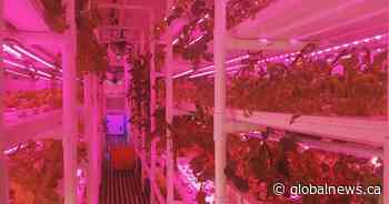 Edmonton business owner gets idea for urban farming from Yukon