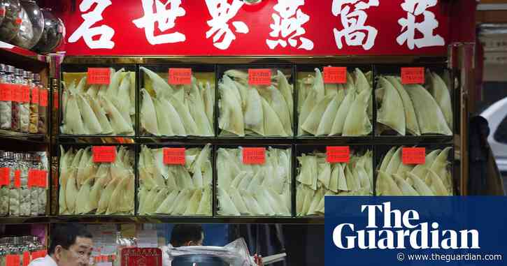 Shark finning: why the ocean's most barbaric practice continues to boom