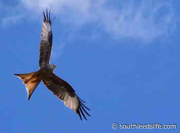 Kite flying - South Leeds Life