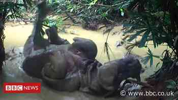 ICYMI: A rare rhino and rare 'steaks'