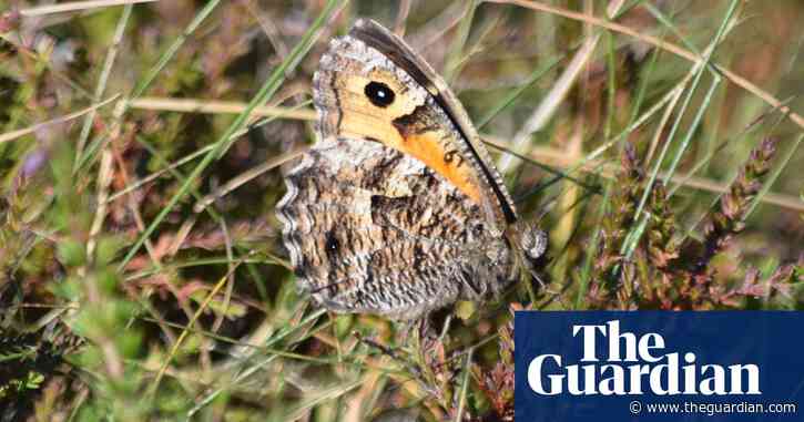 Country diary: gripped by a grayling's disappearing act