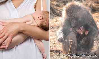 Baboons cradle their babies in their left arms just like humans do