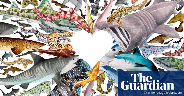 Why we need sharks: the true nature of the ocean's 'monstrous villains'