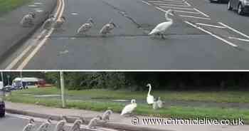 See moment swan and cygnets brought traffic to standstill on A19