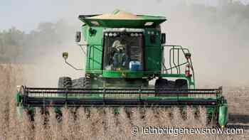 Crops in Southern Alberta fairing well above five-year average - Lethbridge News Now