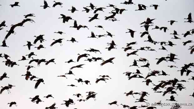 After prior rejections, Alberta announces sandhill crane hunt for this fall