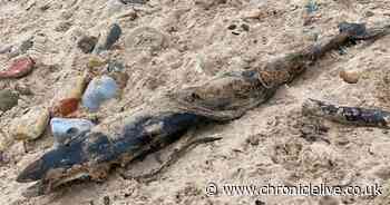 Harbour porpoise found dead on Northumberland beach