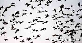 Alberta announces sandhill crane hunting season this fall