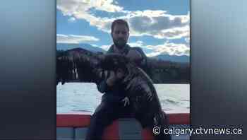 Calgary boater rescues eagle from the middle of a B.C. lake