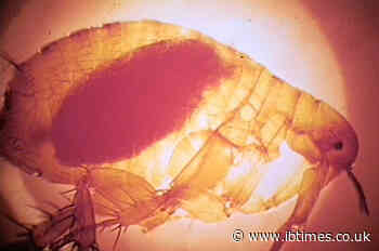 China sounds alert as bubonic plague infection reported in Inner Mongolia