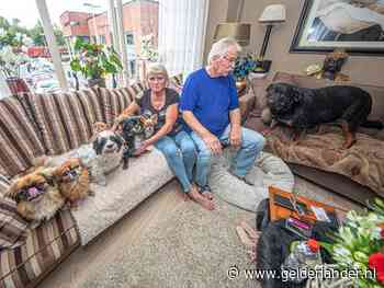 Johnny en Rinske dreigen huis te verliezen vanwege hun 9 honden:  ‘Wegdoen? Nooit. Dan maar op straat’