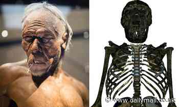 Homo erectus could run distances but 'built like rugby player'