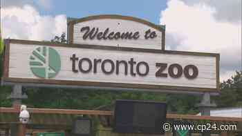 A much different Toronto Zoo reopens to the public today after months-long closure - CP24 Toronto's Breaking News