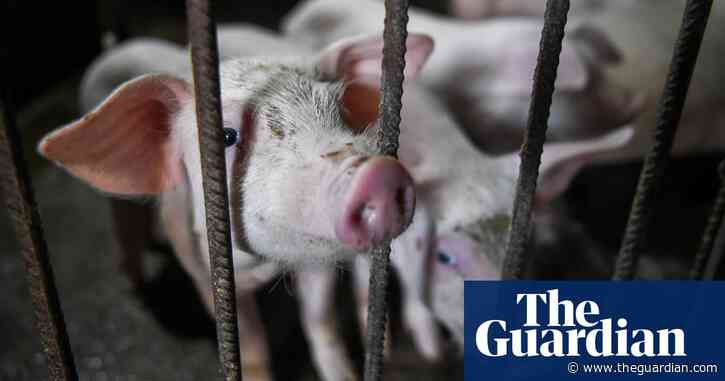 Coronavirus: world treating symptoms, not cause of pandemics, says UN