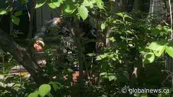 Video prompts review of Saskatoon police officers’ use of force