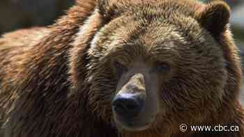 How grizzly bears have learned to live with humans