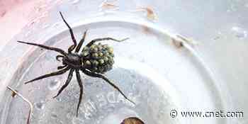 Climate change leading to spider baby boom in Arctic     - CNET