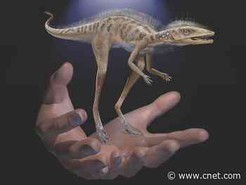 This tiny 'bug slayer' unearthed in Madagascar is smaller than an iPhone     - CNET