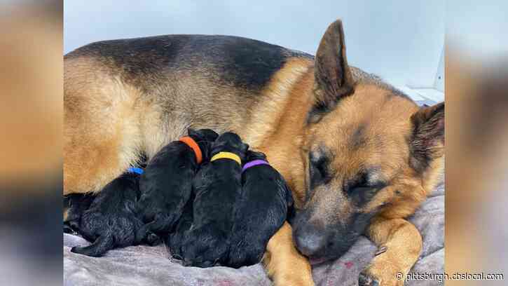 Ben Roethlisberger Welcomes 7 More Members To His Family, And They Are Adorable